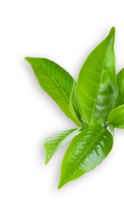 background 5 (1)